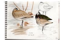 Vanellus gregarius