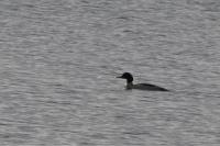Mergus merganser
