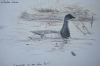 Branta bernicla hrota