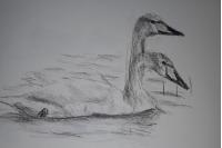 Cygnus cygnus
