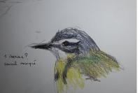 Motacilla flava iberiae