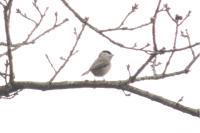 Poecile palustris