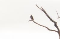 Buteo buteo