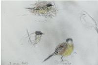 Motacilla flava cinereocapilla