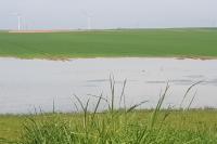 Calidris pugnax
