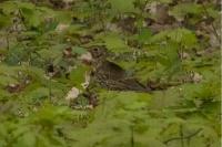 Turdus viscivorus