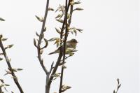 Phylloscopus trochilus