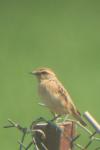 Saxicola rubetra