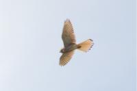 Falco tinnunculus
