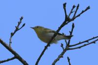 Phylloscopus sibilatrix