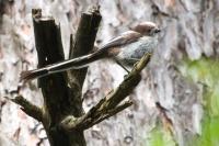 Aegithalos caudatus