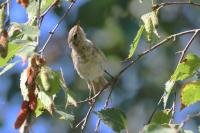 Phylloscopus collybita