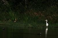 Ardea purpurea