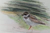 Charadrius hiaticula