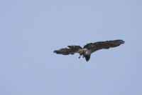 Circaetus gallicus