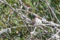 Muscicapa striata