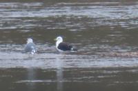 Larus fuscus fuscus