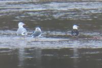 Larus fuscus fuscus
