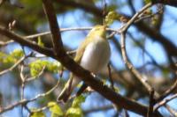 Phylloscopus sibilatrix