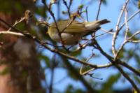 Phylloscopus sibilatrix