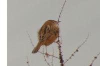 Cisticola juncidis