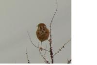 Cisticola juncidis