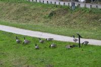Branta canadensis