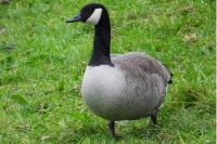Branta canadensis