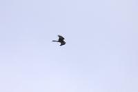 Milvus milvus
