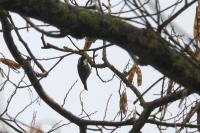 Periparus ater