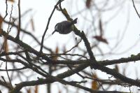Periparus ater