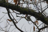 Periparus ater