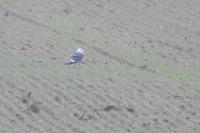 Larus fuscus graellsii