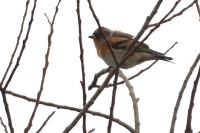 Fringilla montifringilla