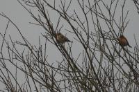 Fringilla montifringilla