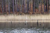 Ardea alba