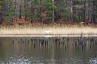 Ardea alba