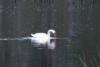 Cygnus olor