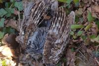 Strix aluco