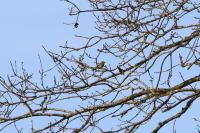 Phylloscopus collybita