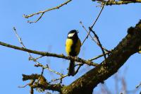 Parus major