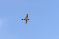 Ardea alba