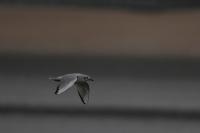 Chroicocephalus philadelphia