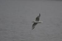 Chroicocephalus philadelphia