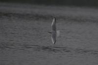 Chroicocephalus philadelphia