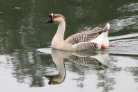 Anser cygnoides
