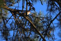 Rossignol philomèle