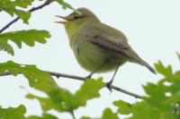 Hippolais polyglotta