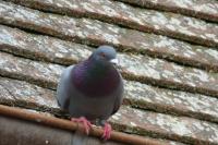 Columba livia