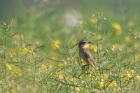 Saxicola rubetra